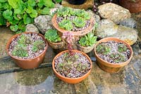 Arrangement of sempervivums in clay pans on patio after rain shower, Norfolk, England, July.