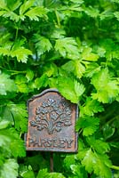 Petroselinum crispum var. neapolitanum - Flat leaved parsley, with decorative cast iron label, Norfolk, England, June.