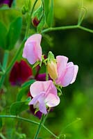 Lathyrus odoratus 'Old Fashioned Scented Mix', Norfolk, England, July.