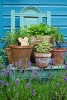 Informal arrangement of herbs in pots on garden chair, Norfolk, England, July.