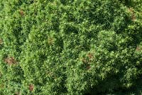 Picea glauca var. albertiana 'Alberta Globe' - White spruce.