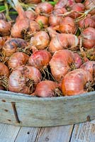 Garden crops of shallots 'Red Sun', dried and ready for storage, Norfolk, England, August.