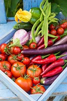 Fresh garden produce, Tomatoes, 'Shirley' and 'Suncherry Smile', Aubergine, 'Pinstripe' and 'Fengyuan Purple', Chillies, 'De Cayenne' and Courgette, 'Defender'