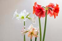 Three Colourful Hippeastrum Plants with 'Baby White' and 'Exotica'

