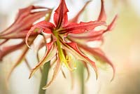 Hippeastrum 'Merengue'