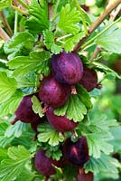 Ribes uva-crispa 'Hinnonmaki Red' 