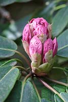 Rhododendron 'Loderi King George', April, RHS Wisley