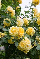 Rosa 'Rimosa' with large lemon yellow double flowers.