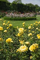 Rose beds at The Volksgarten in Vienna, with yellow roses in the foreground and mauve roses in a circular bed in the background.