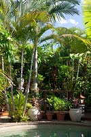 Detail of a swimming pool surrounded by palm trees in sub-tropical Sydney garden featuring a collection of pots.