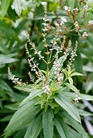 Vitex agnus-castus - Chaste Tree