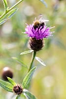 Common Carder Bumble Bee - Bombus pascuorum on Common Knapweed - Centaurea nigra