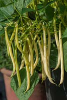 Phaseolus vulgaris 'Sonesta' - dwarf bean