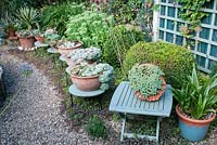 Gravel path and assorted terracotta pots and bowls raised on painted tables. Planting of clipped Buxus balls, Sedum telephium 'Brilliant', Hemerocallis, Allium, Yucca gloriosa, Acaena purpurea, in gravel and assorted Sedums and Echeverias in pots, Southlands, July 