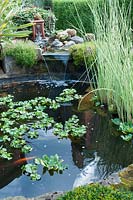 Circular brick edged pond with fountain, fish and floating Eichhornia crassipes - water hyacinth. Southlands, July 