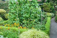 Kitchen garden with Origanum - Oregano hedge Climbing French bean 'Cobra', Pea 'Hurst Green Shaft', Calendula and Hakonechloa macra 'Aureola'. July, Southlands