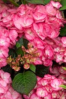Hydrangea 'Tiffany Pink'