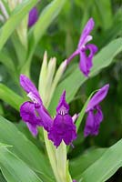 Roscoea humeana - purple flowered
