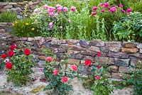 Paeonia and Rosa with retaining wall. 