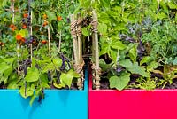 Colourful metal planters with nasturtiums and unusual vegetables including purple French beans, purple tomatoes and young aubergine plants. Designer: Terry Oliver, Sponsor: Royal Borough of Kensington and Chelsea