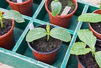 Young Cucumber and Courgettes plants.