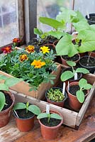 View of potting bench with french marigolds and assorted vegetable plants