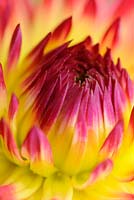 Close up view of Dahlia flower, UK, August