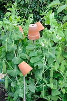 Pisum sativum 'Kelvedon Wonder', using terracotta pots as earwig traps.
