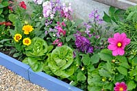 Garden border with mixed with flowers and 'Little Gem' lettuce plants