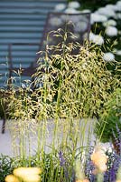 Deschampsia cespitosa 'Goldtau' - Final5: Retreat Garden, RHS Hampton Court Palace Flower Show 2016