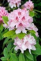 Rhododendron x 'Albert Schweitzer'