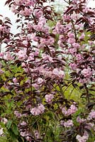 Prunus serrulata 'Royal Burgundy' - Japanese Cherry in spring