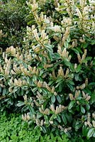 Prunus laurocerasus - Cherry Laurel in flower