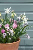 Narcissus 'Thalia', Tulipa 'Synaeda Amor' and Chionodoxa forbesii 'Pink Giant'