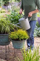 Watering freshly planted containers