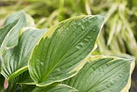 Hosta