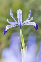 Iris reticulata 'Clairette'