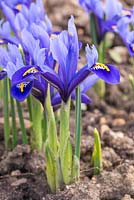 Iris reticulata 'Harmony'