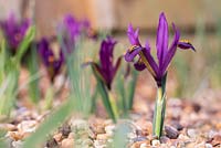 Iris reticulata 'J.S. Dijt'