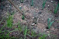 Using a traditional three-pronged garden cultivator to hoe between rows of onions and leeks - Leek 'Armour'