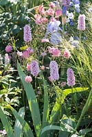 Persicaria bistorta 'Superba' with Stipa tenuissima and Iris 'Jane Phillips' - The LG Smart Garden, RHS Chelsea Flower Show 2016. Designer: Hay Young Hwang, Sponsors: LG Electronics

