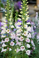 The LG Smart Garden, Digitalis 'Glory of Roundway'. RHS Chelsea Flower Show 2016. Designer: Hay Young Hwang, Sponsors: LG Electronics

