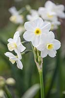 Narcissus 'Silver Chimes'