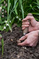 Planting Crocosmia x crocosmiiflora 'George Davison' bulbs in a border