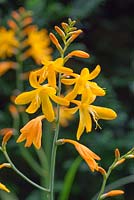 Crocosmia x crocosmiiflora 'George Davison' in bloom