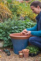 Adding crocks to the pots to assist with drainage