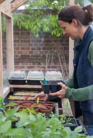 Placing tray of freshly sown Nasturtium 'Mahogany' seeds inside a greenhouse