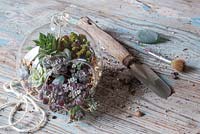 Circular Terrarium planted up with a variety of Succulents