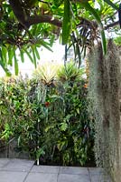 View of greenwall in Sydney inner city courtyard garden. Plants include assorted bromeliads, succulents and ferns. Flame vine and Spanish moss in the foreground.