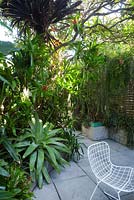 Inner city Sydney courtyard shows chair set amongst a garden featuring a large Alcantarea, assorted bromeliads, rhipsalis and various sub-tropical plants